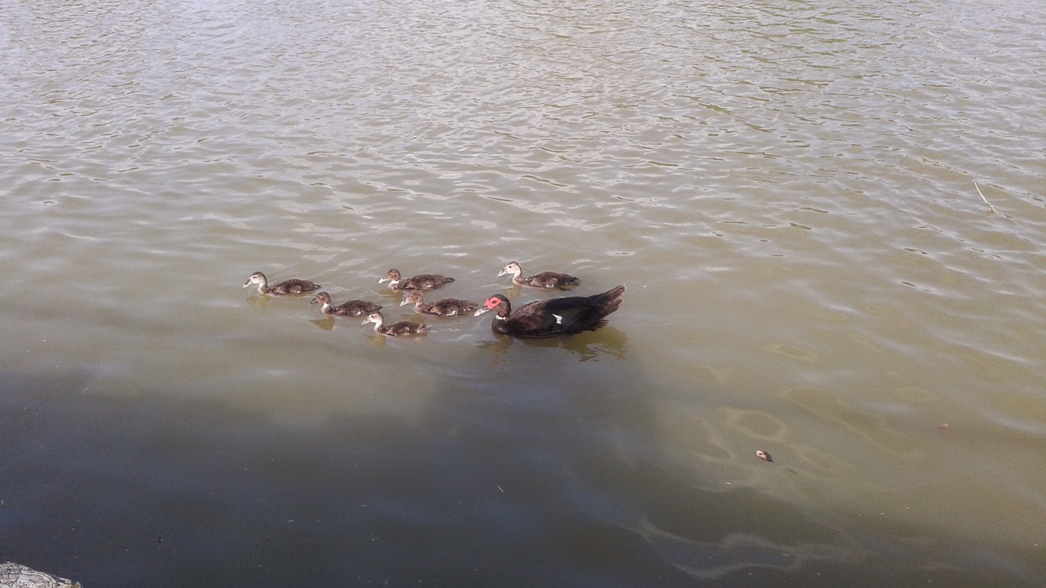 Waterfowl on the resaca