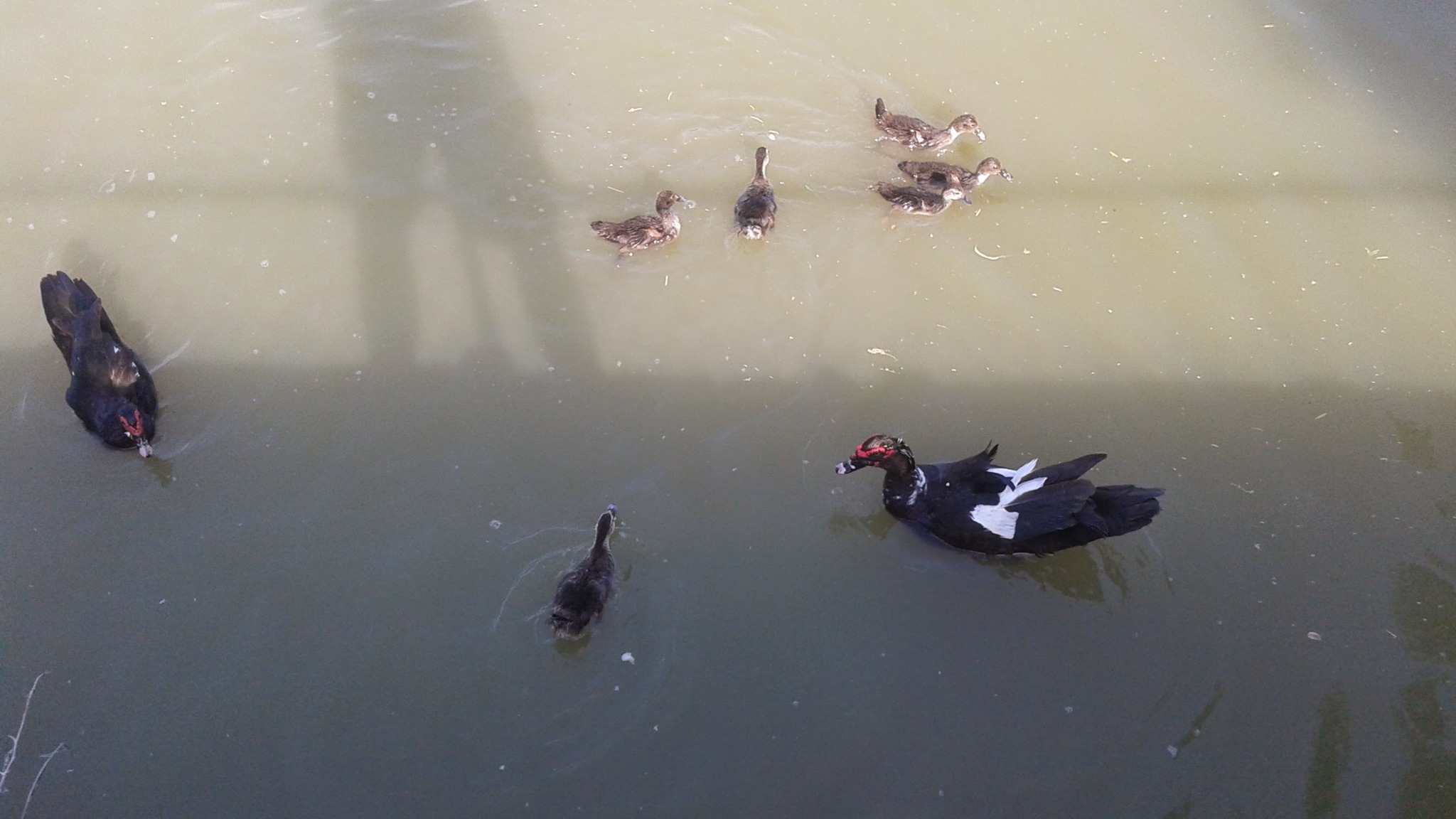 Waterfowl on the resaca