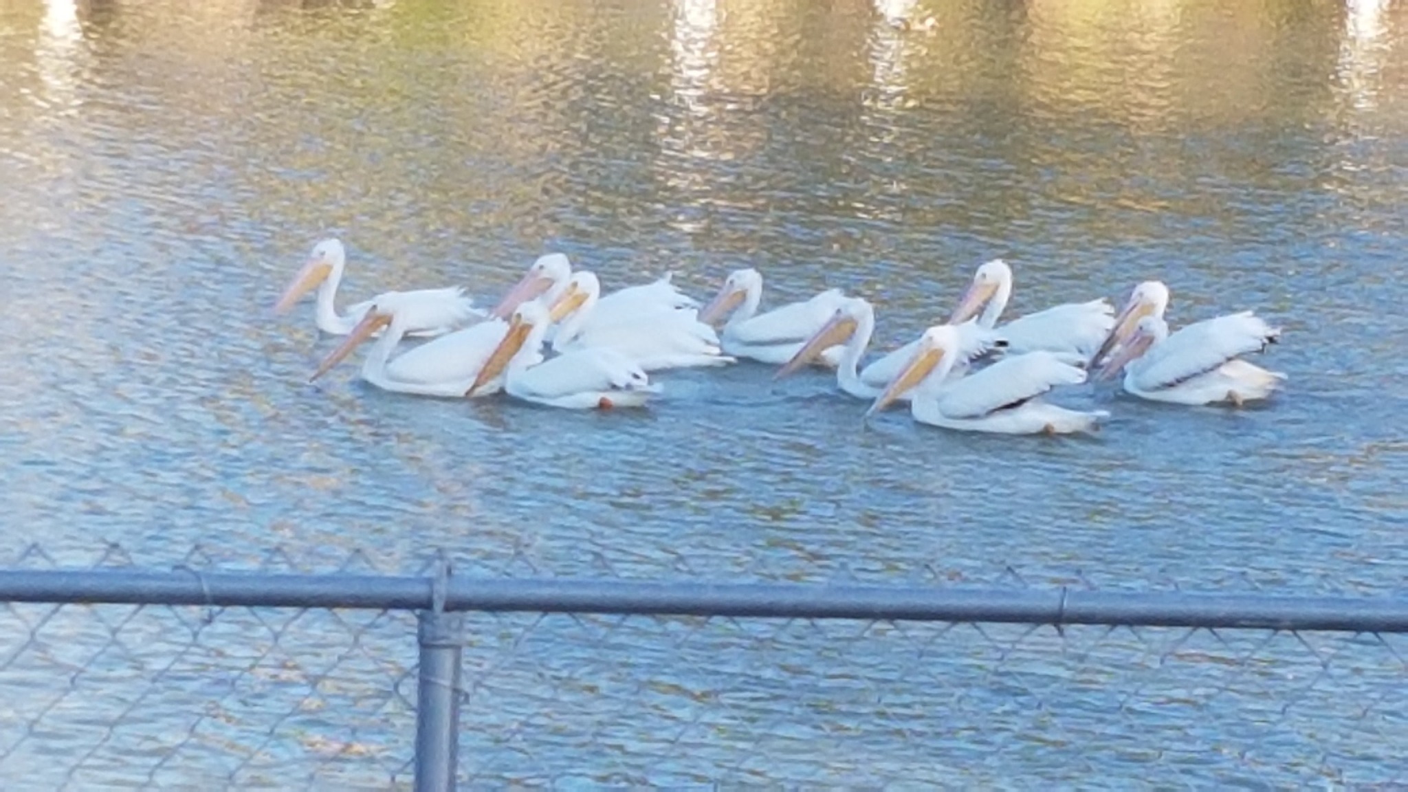 Pelicans gathered on the resaca