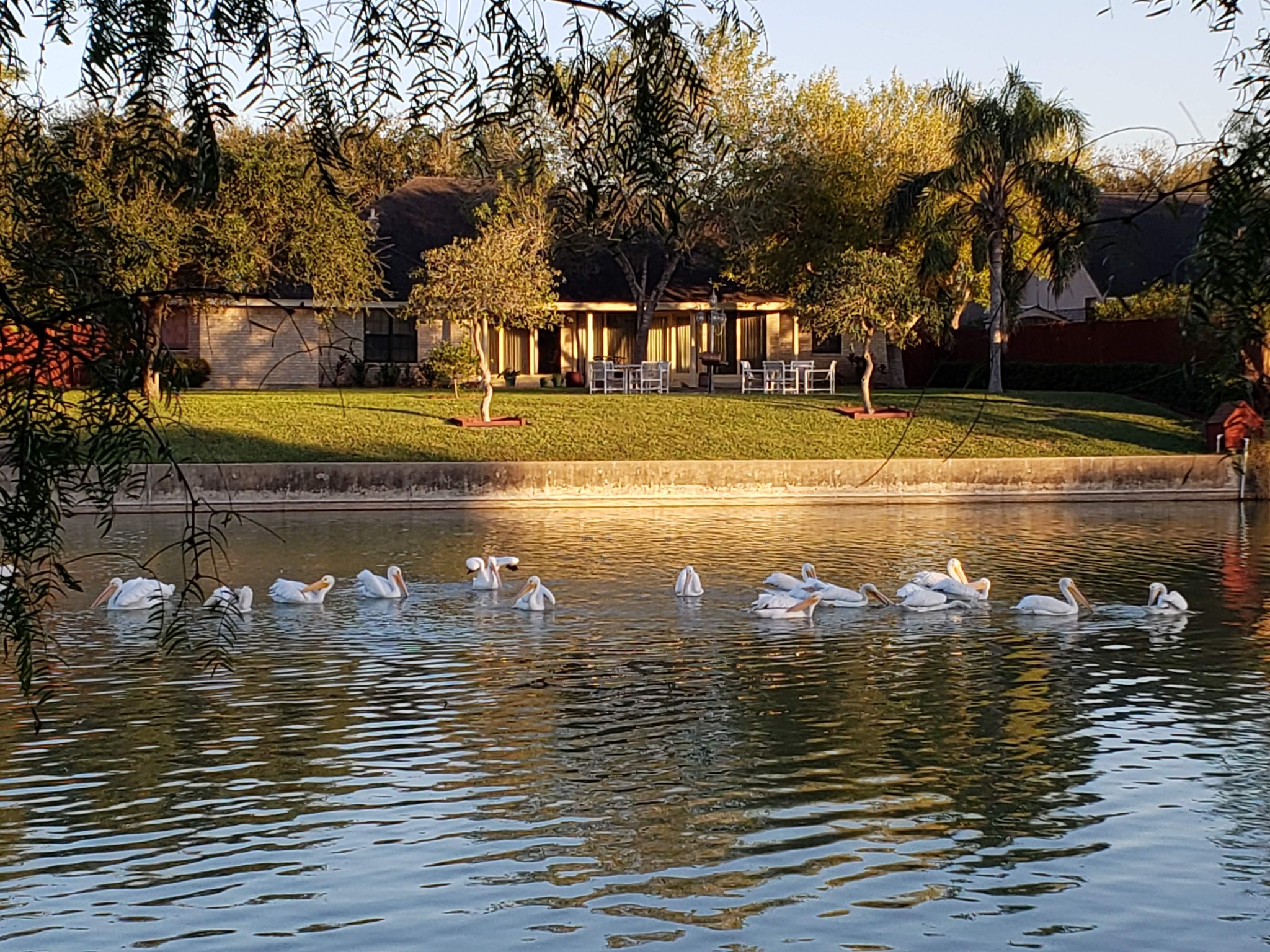 Birds at a Harlingen resaca