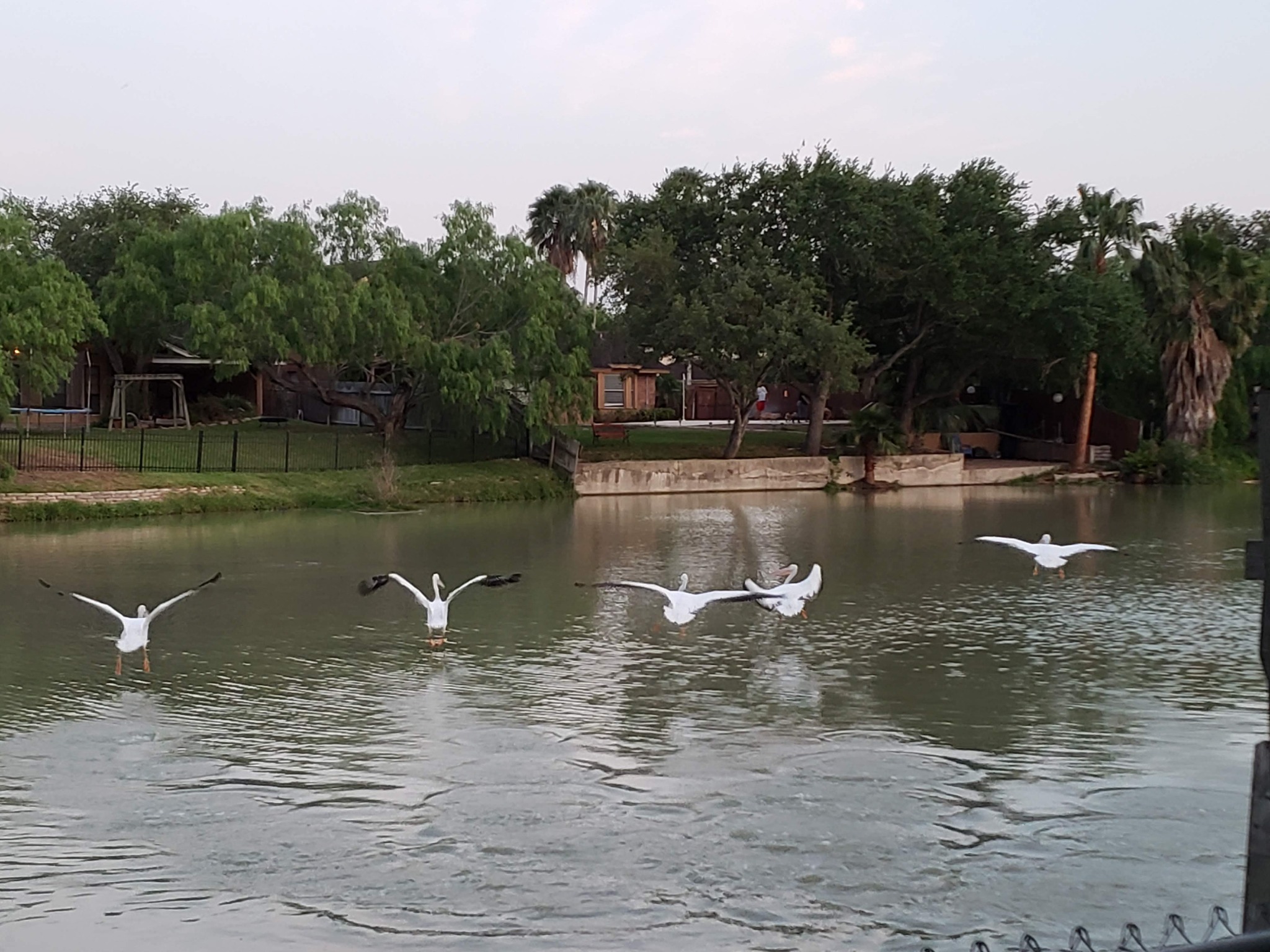 Birds flying above the water