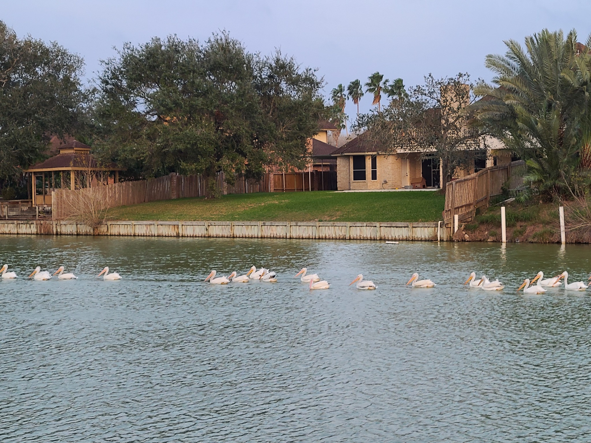 Birds gathered on a resaca