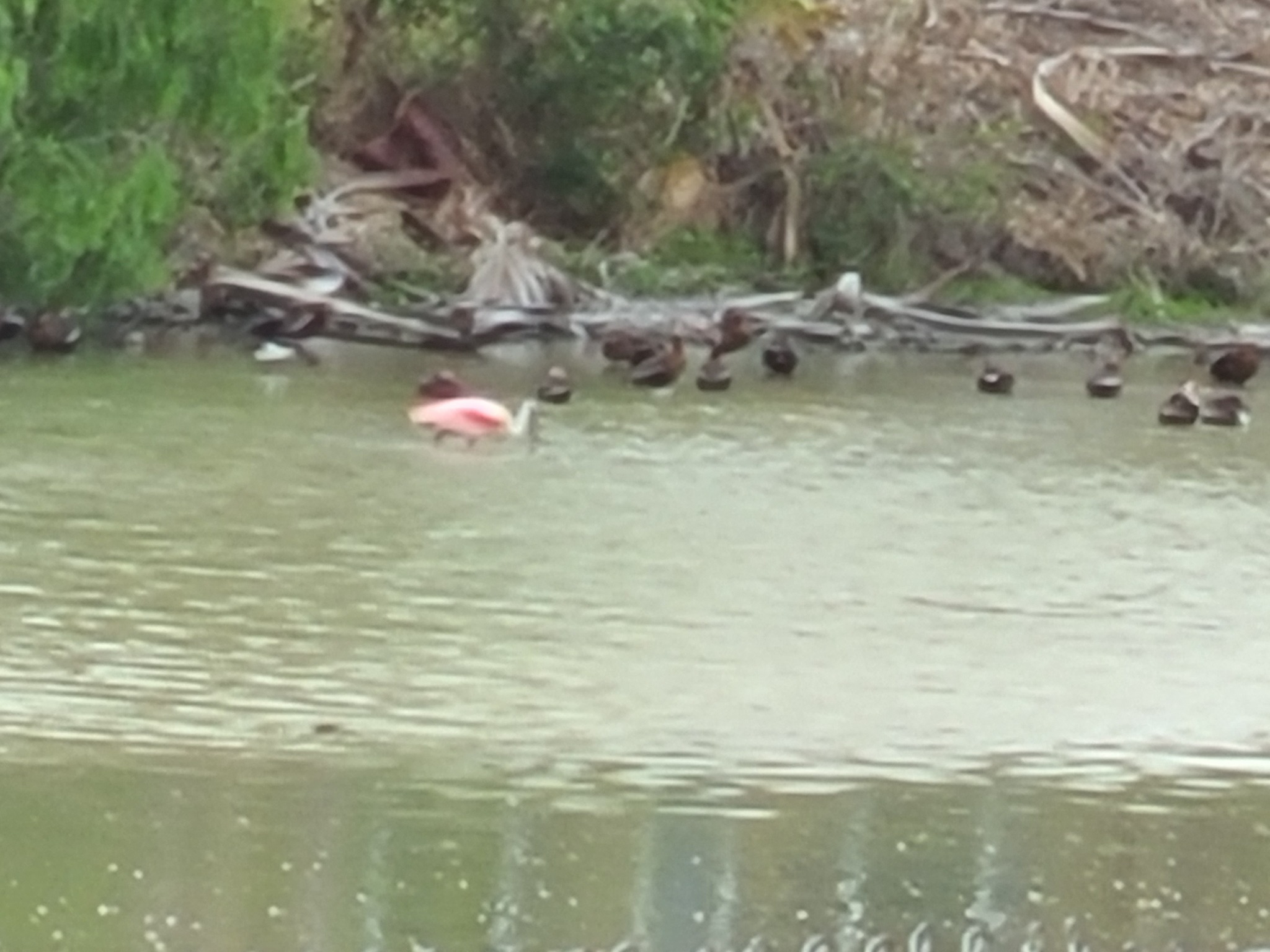 Wading birds along the resaca