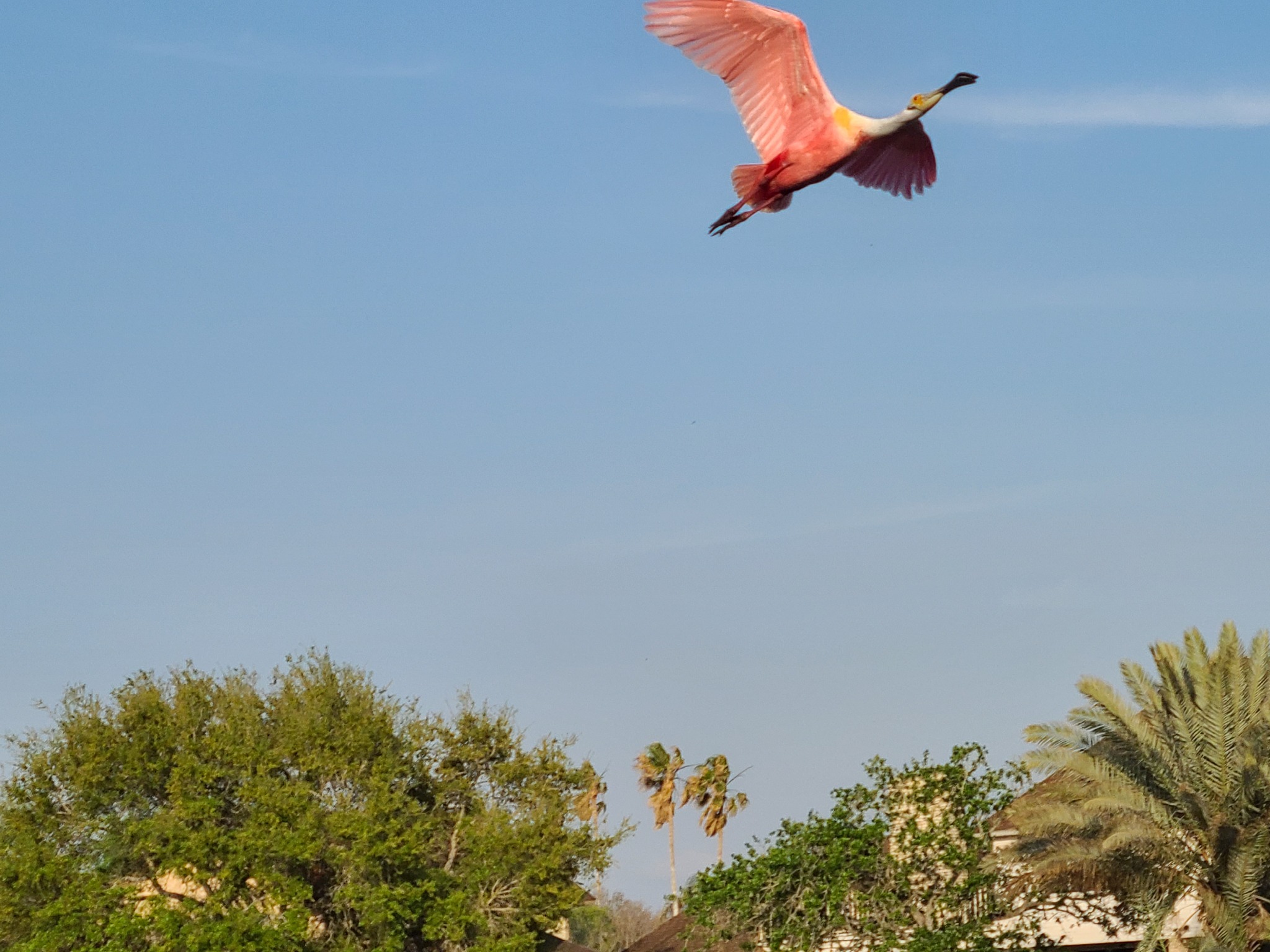 Roseate spoonbill flying over the resaca