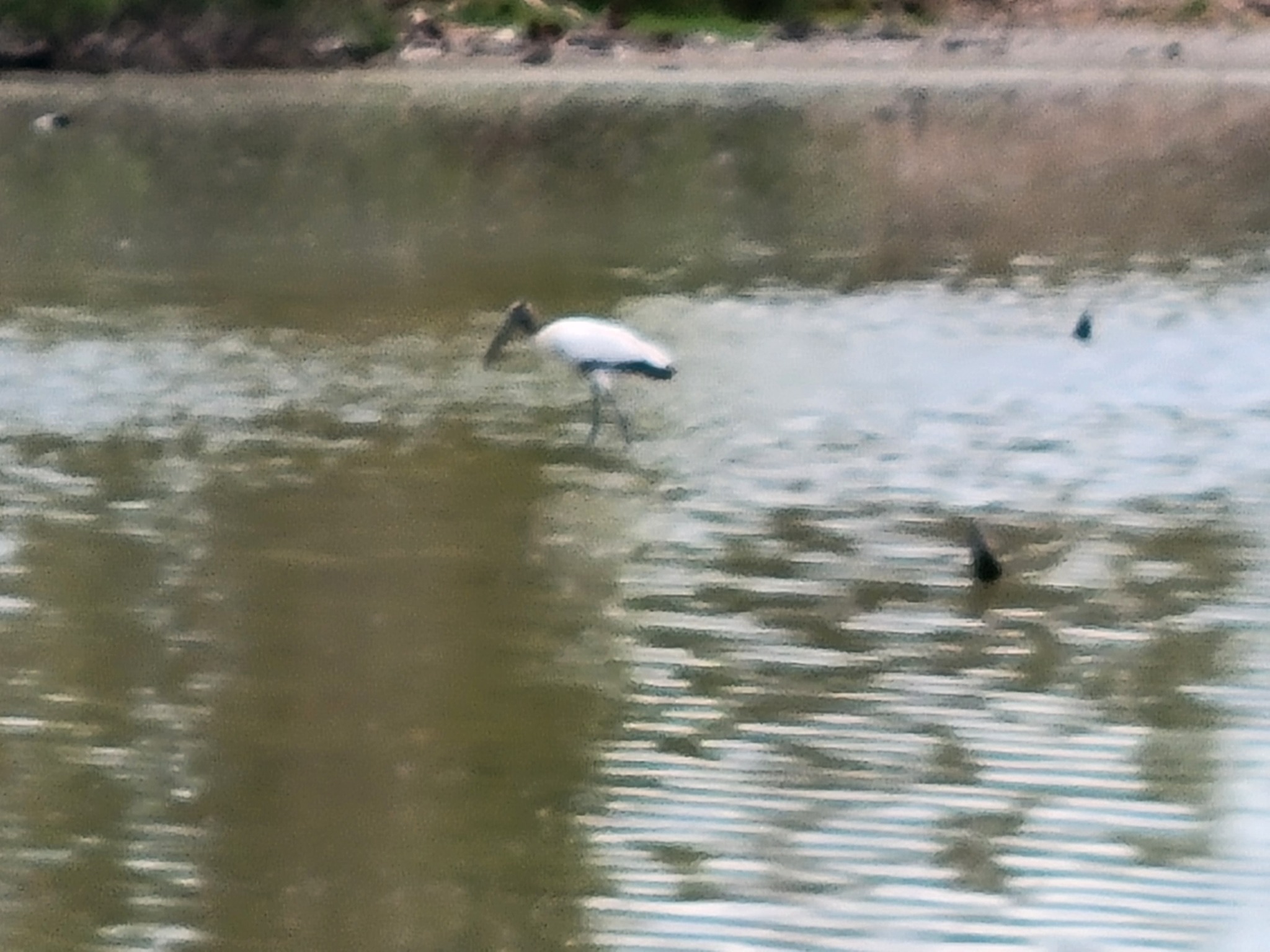 White wading bird on the water