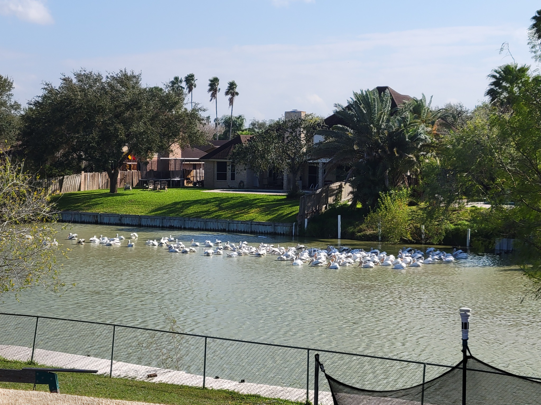 Birds gathered beside the resaca