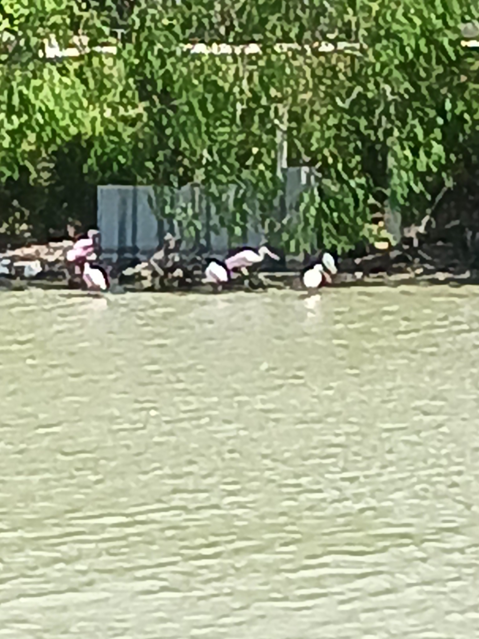 Waterbirds at the resaca