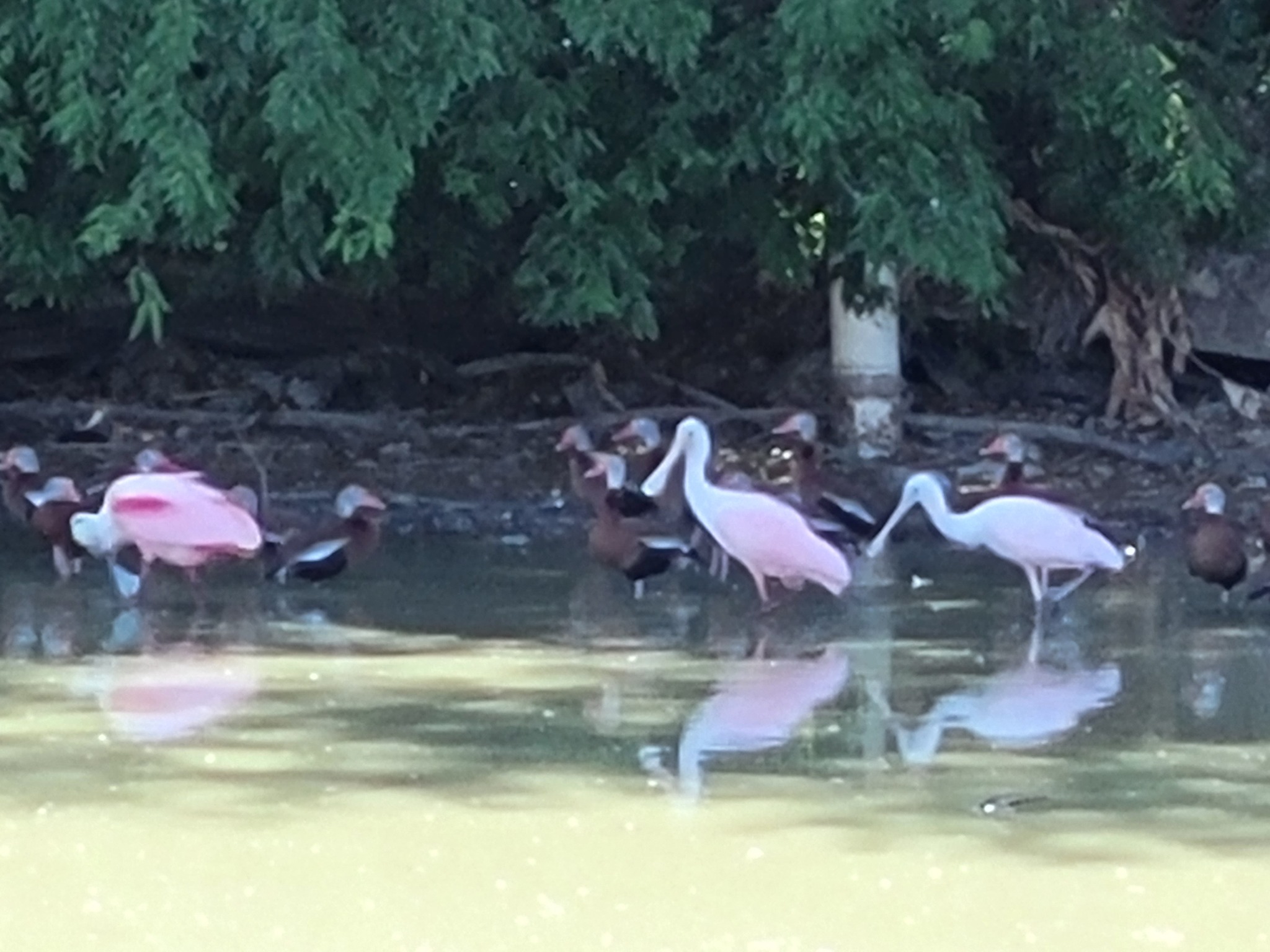 Waterbirds across the resaca