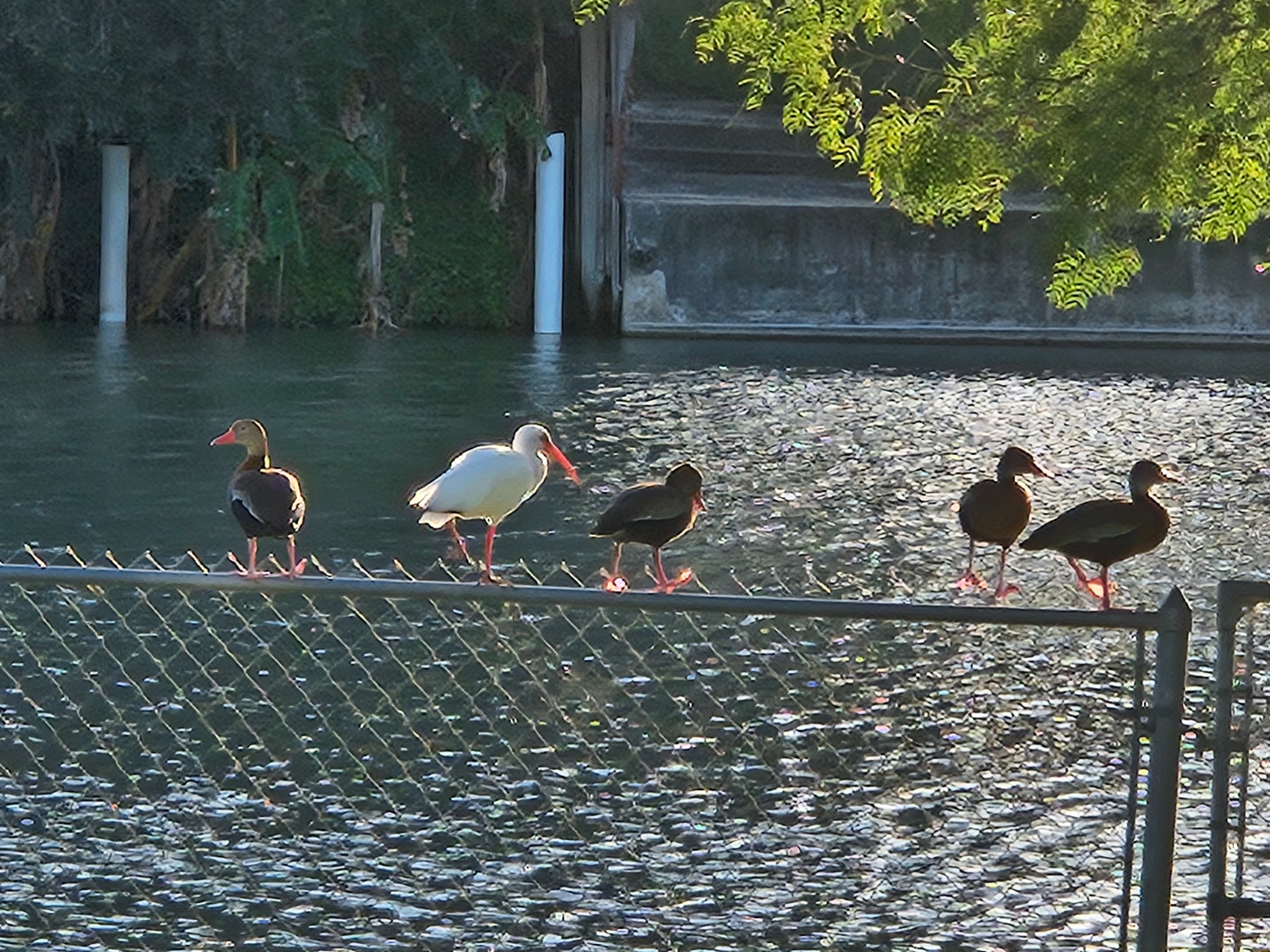 Resaca water and bird habitat