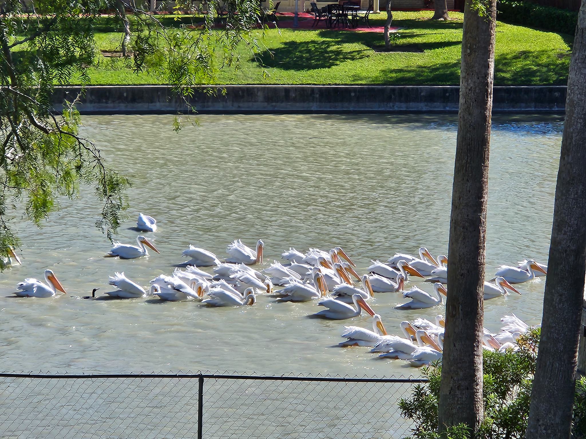 Birds gathered along the resaca