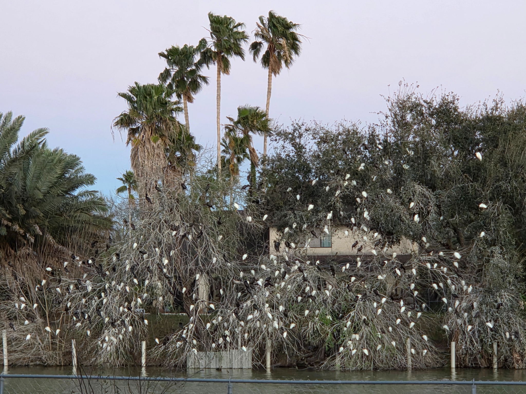 Roseate spoonbills at the water's edge
