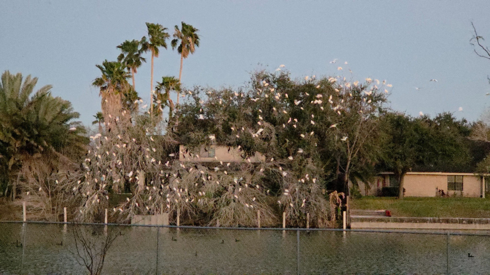 Pelican on the resaca
