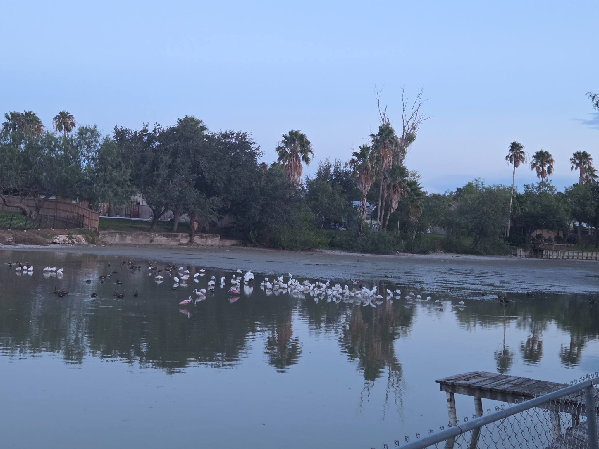 Birds resting on the resaca