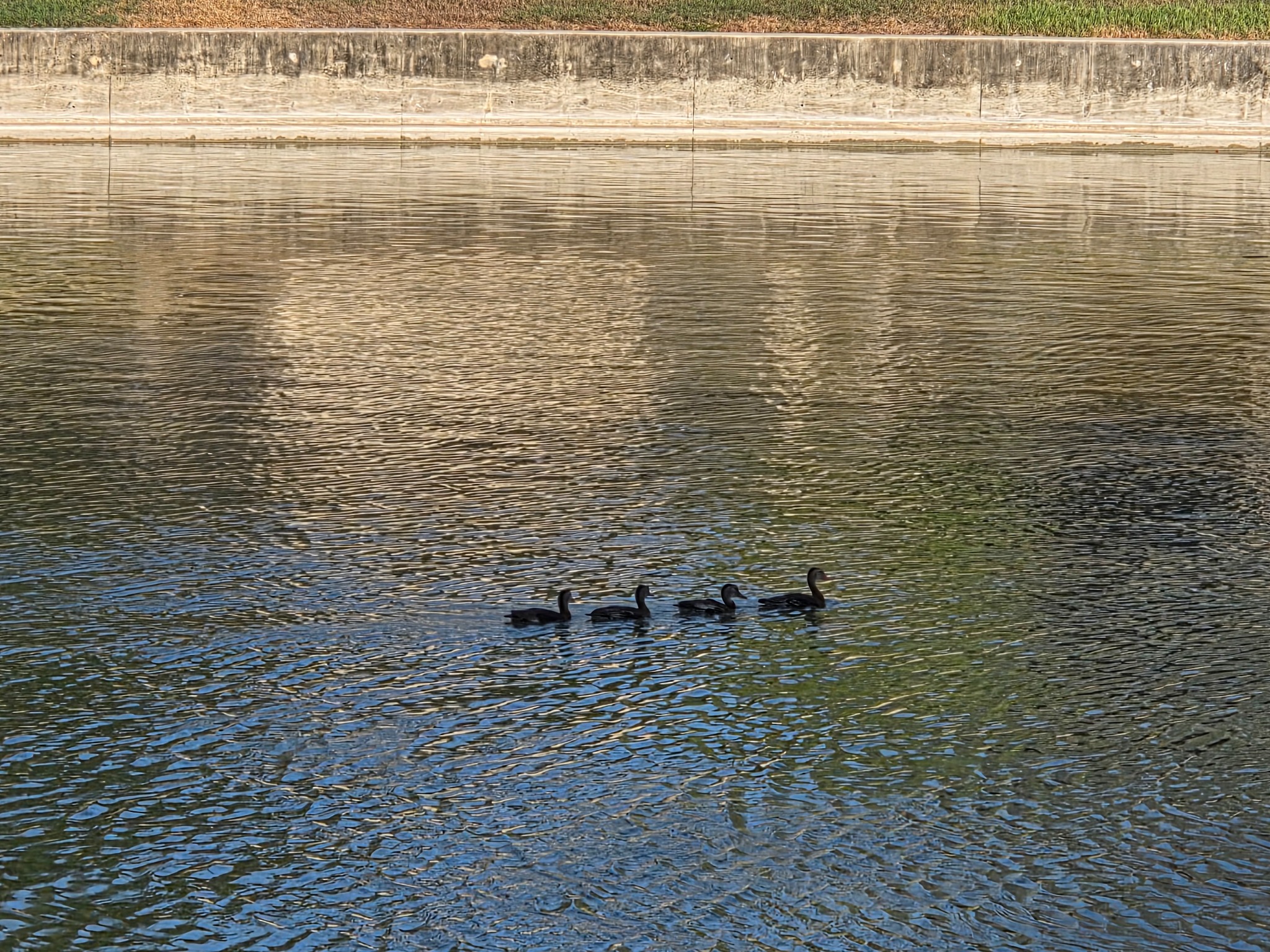 Ducks swimming across the water
