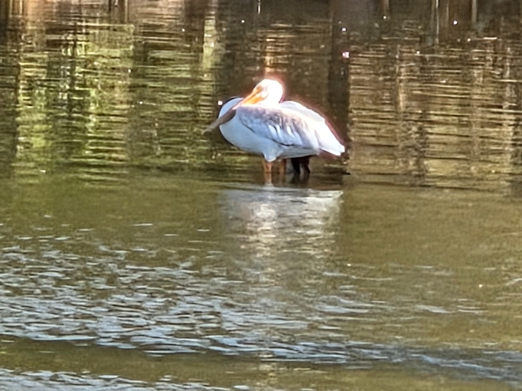 Wildlife on the water