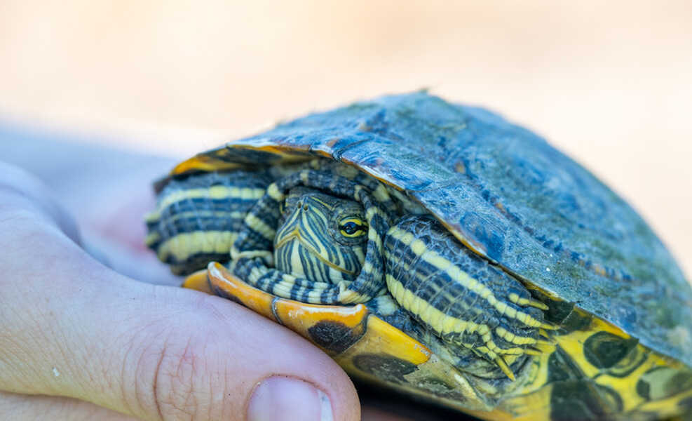 Turtle resting in a hand near the resaca
