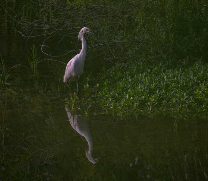 Resaca wildlife
