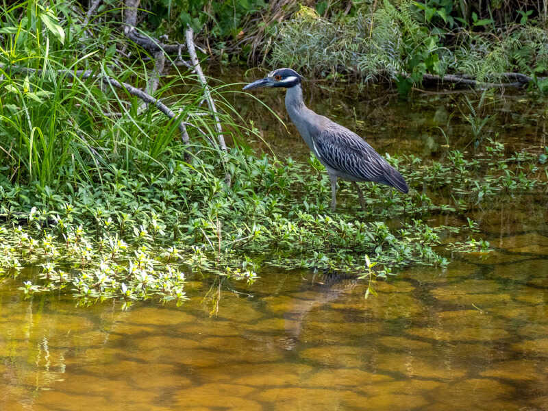 Roseate spoonbills and wading birds in habitat