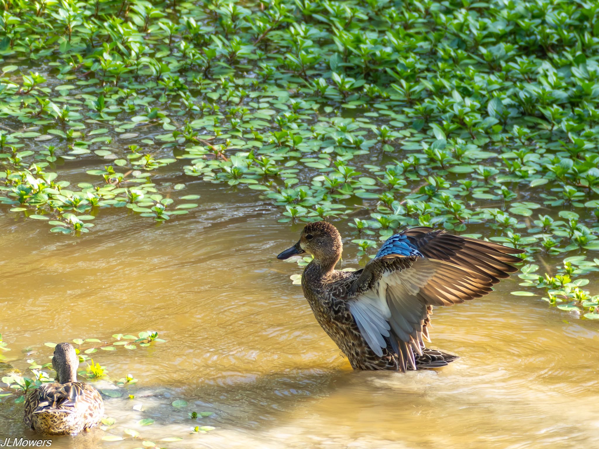 Duck stretching its wings among aquatic plants