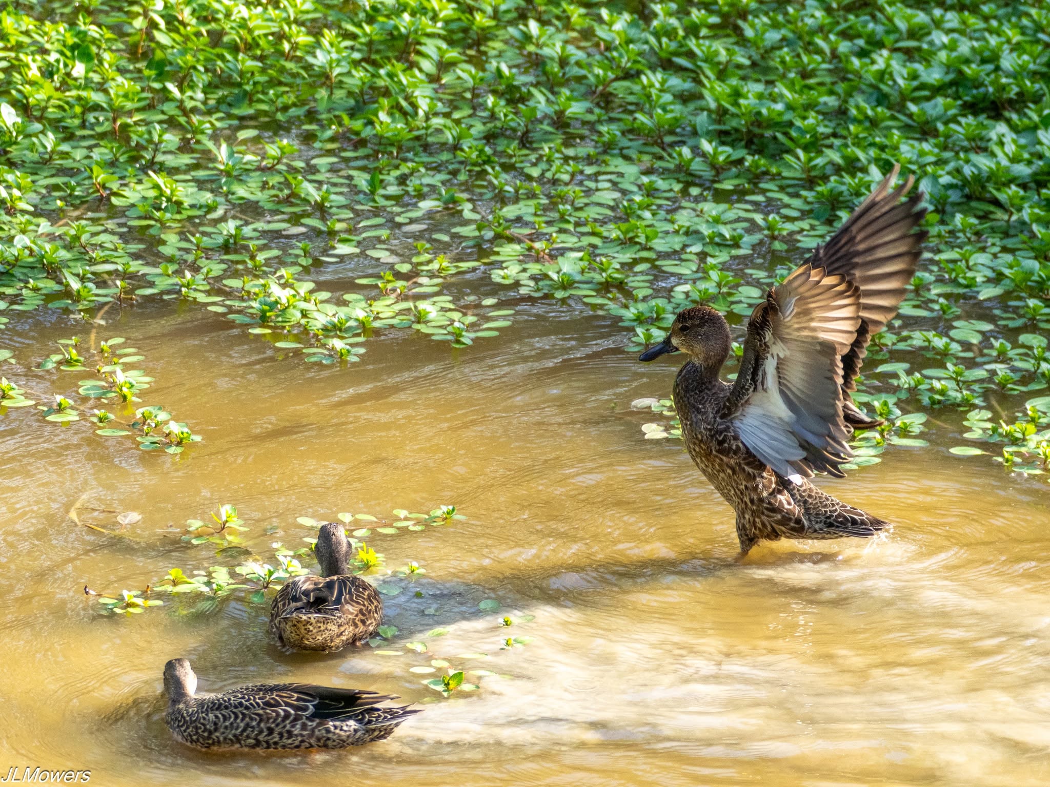 Duck lifting its wings in shallow resaca water