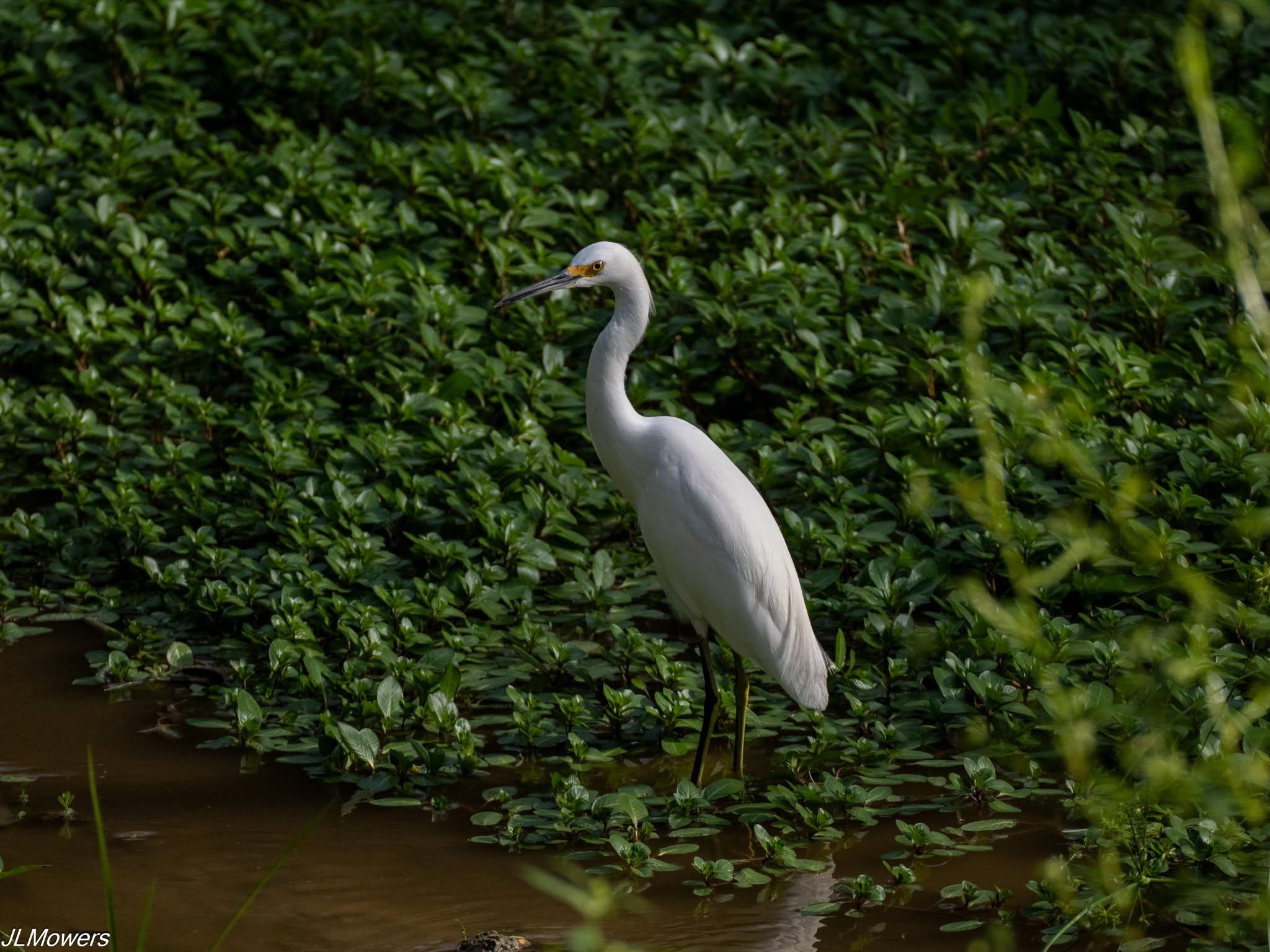 Snowy egret standing among aquatic plants