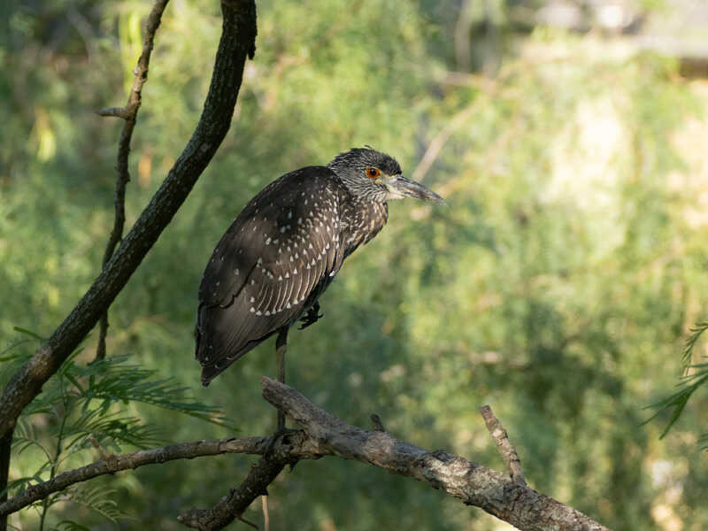 Night heron perched above the resaca