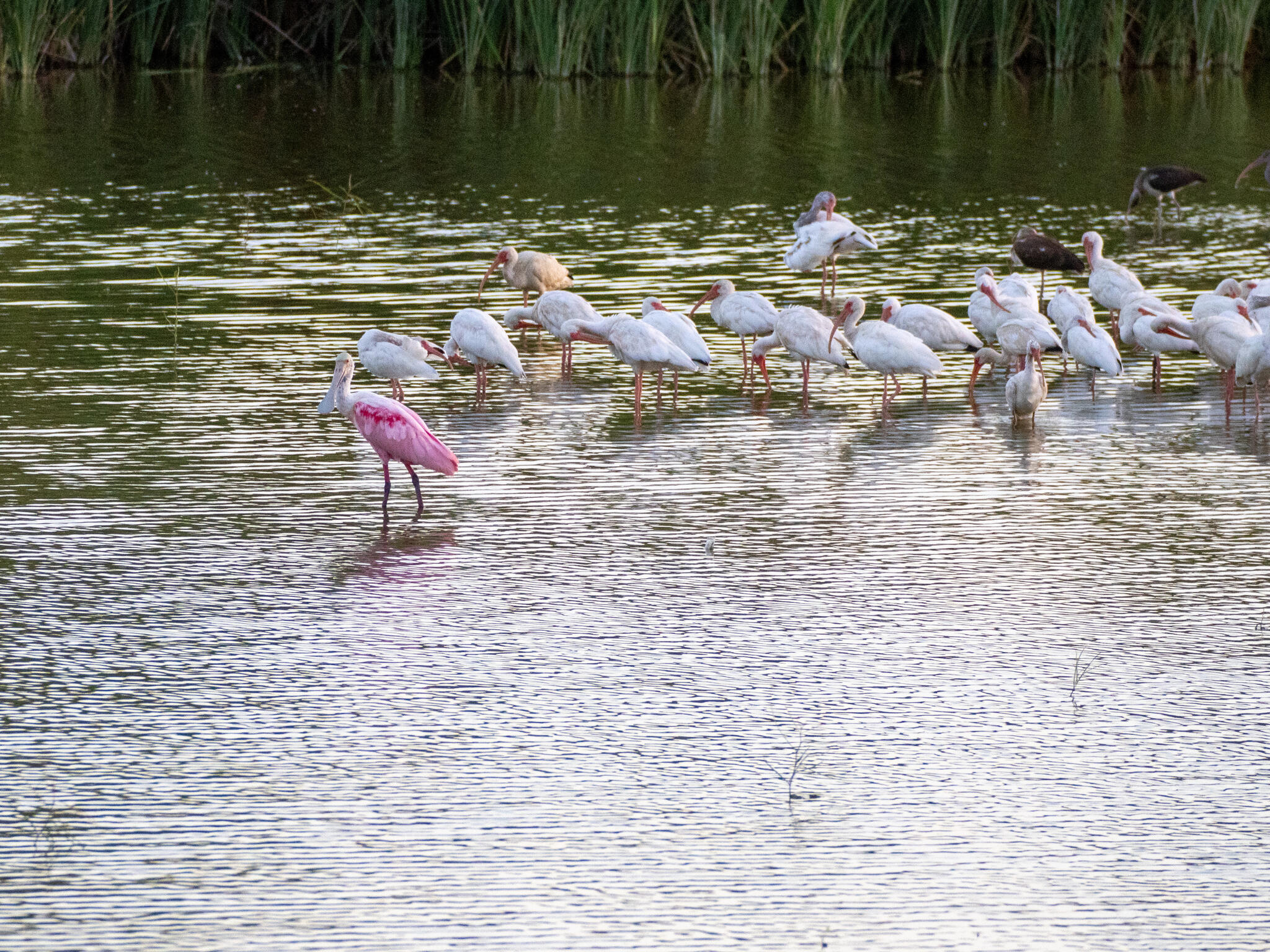 Roseate spoonbills gathered on the resaca